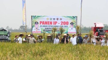 Panen Padi Inpari 49, Bukti Nyata Program Cetak Sawah Rakyat di OKU Timur